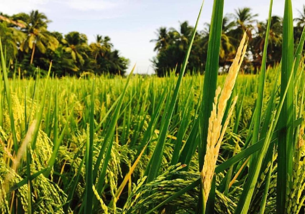 Rice Rice Villas 蒂瑟默哈拉默 外观 照片